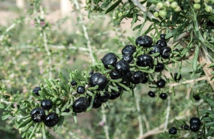 黑枸杞叶茶青海诺木洪黑枸杞芽茶嫩叶黑枸杞叶子泡茶干货