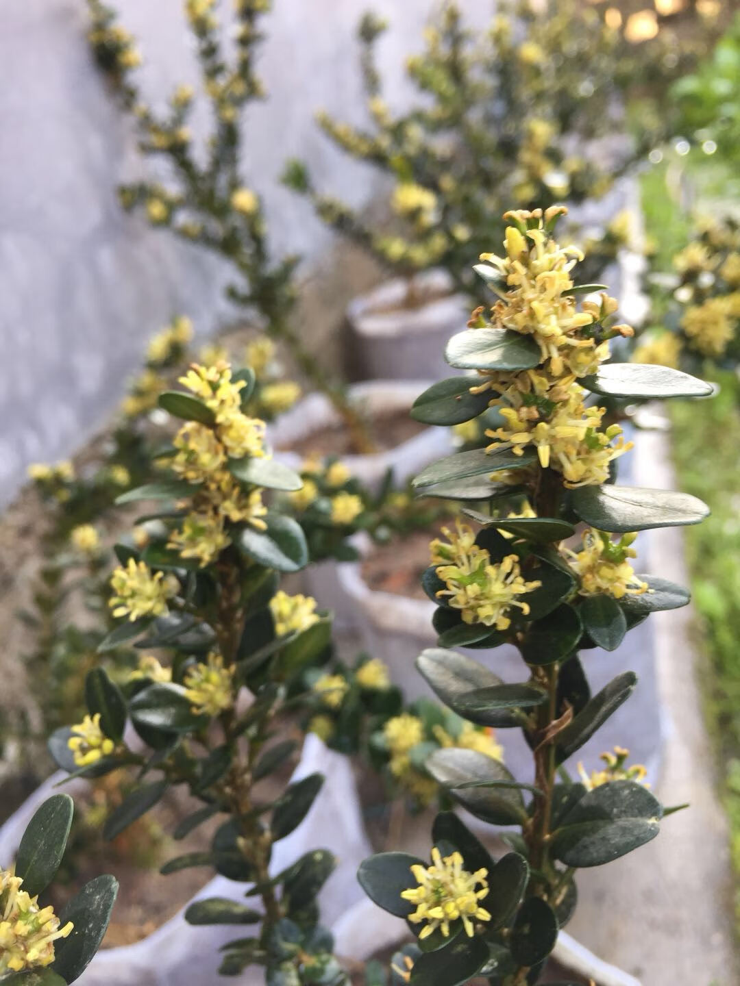 黄杨盆景 龙鳞黑珍珠黄杨苗 小叶皱皮雀舌黄杨树老桩【新款种】h 雀舌