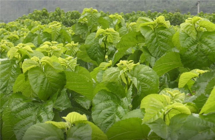 喂蚕新鲜嫩桑叶蚕宝宝饲料蚕叶蚕卵套餐学生养蚕套装小蚕观察日记100