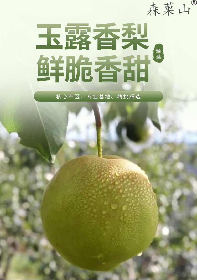 顺丰甘肃玉露香梨酒泉梨子酥梨脆甜新鲜水果甜雪蜜梨精品大果年货礼盒