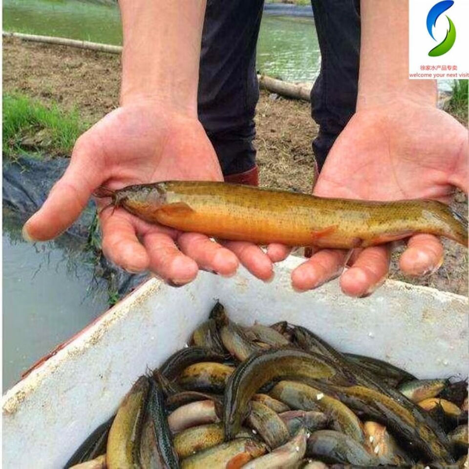 东北松花江野生开江大泥鳅 新鲜现捞速冻发货 野生大泥鳅 500g/顺丰