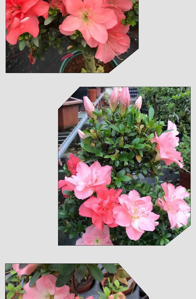 小玉之舞皋月杜鹃花稀少名贵品种阳台庭院花卉盆栽耐寒耐晒易养活