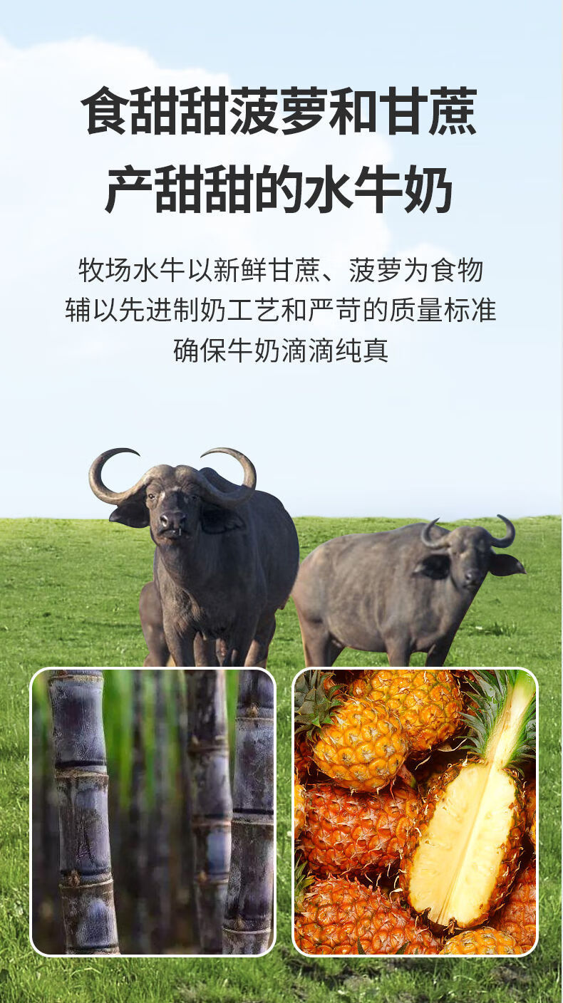 新鲜日期一只水牛纯牛奶200ml12盒整箱广西南宁牧场奶牛广西一只水牛