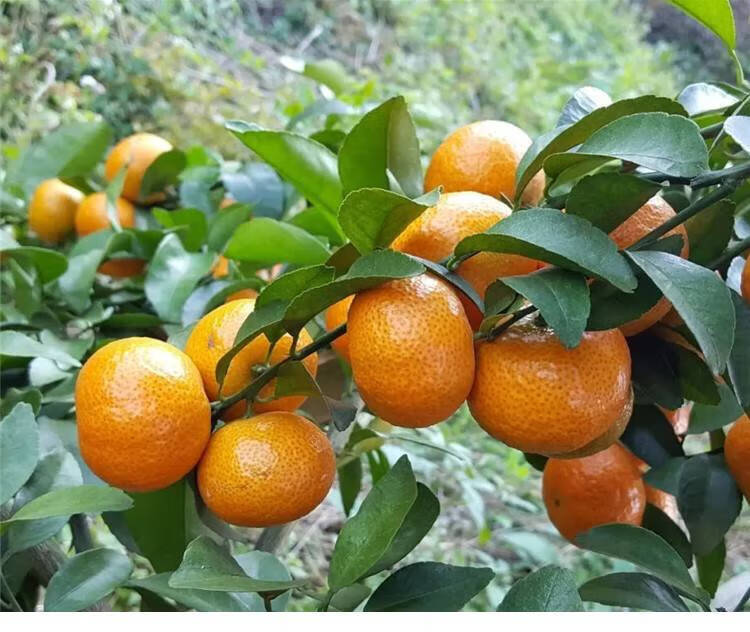 井掌柜【jd物流】广东四会沙糖桔当季新鲜水果无核小砂糖橘子薄皮现摘