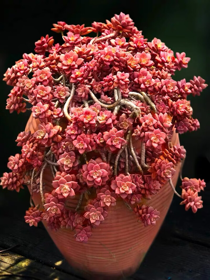 欧芽多肉植物老桩超大桃蛋劳尔淡雪蒂亚盆栽乳白色紫珍珠大颗34头不含