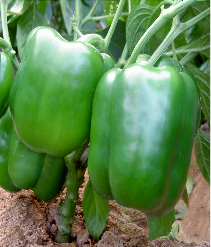 农家辣椒种籽四季多年生食用蔬菜种籽基地专用箫新大果808原装1000粒