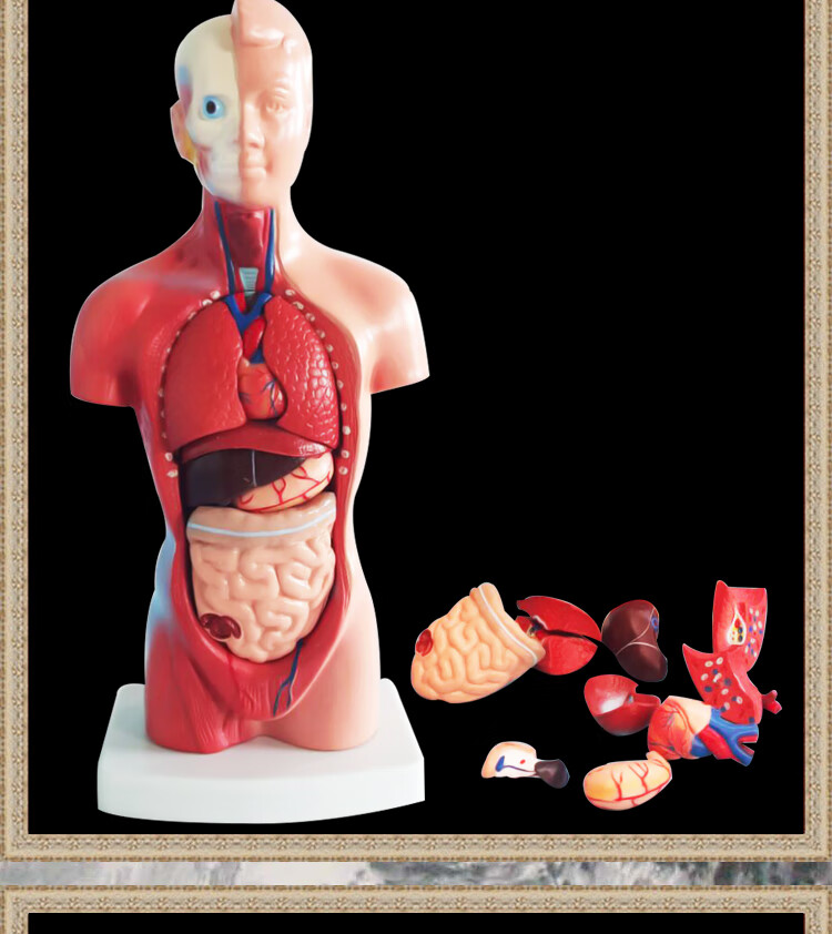 人体器官结构解剖模型儿童玩具内脏大脑心脏躯干模特教学拆卸拼图医学