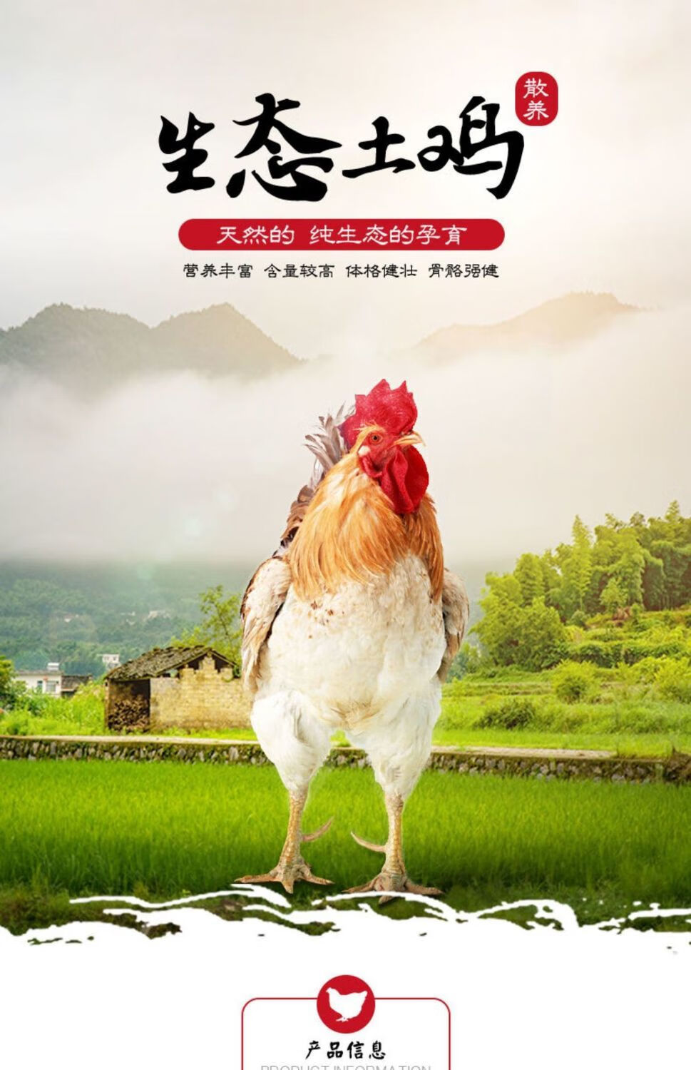 橙伯乐【散养大公鸡】正宗农村土公鸡现杀新鲜鸡肉笨公鸡鸡柴鸡走地鸡