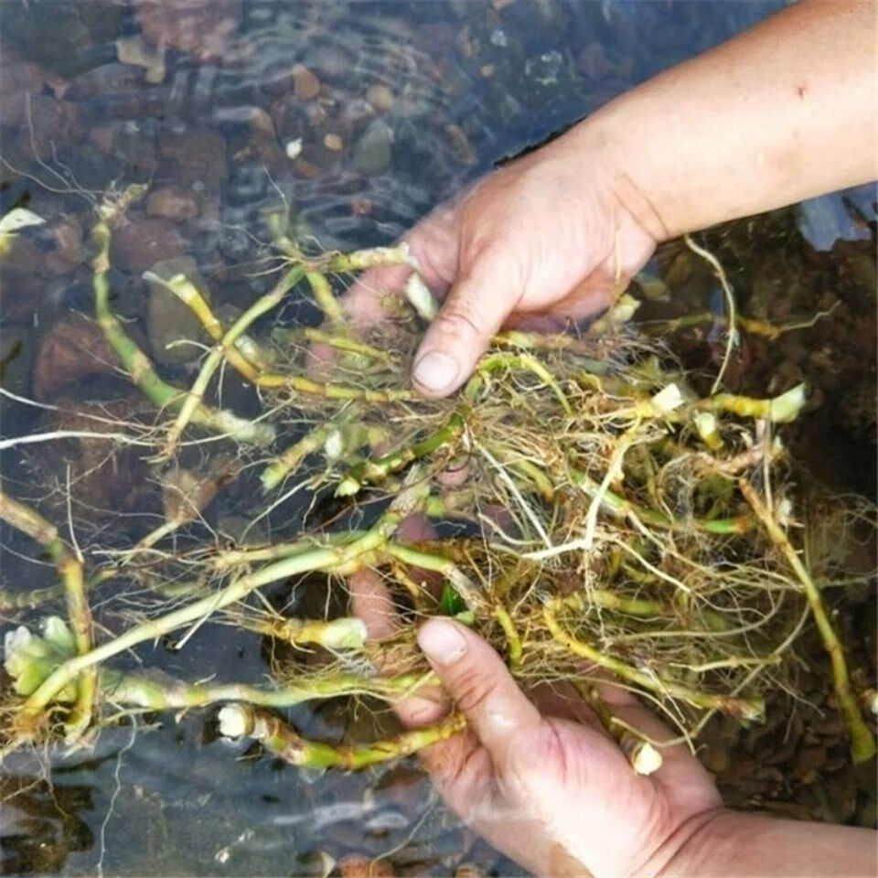 新鮮野青草藥竹根扁竹根扁竹蘭根純根生根扁竹蘭根新鮮扁竹根半斤