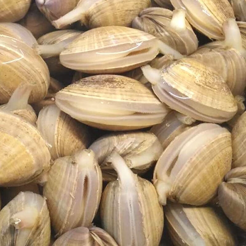 丹东活黄蚬子鲜活黄蚬子新鲜黄蚬子生鲜蚬子顺丰三斤