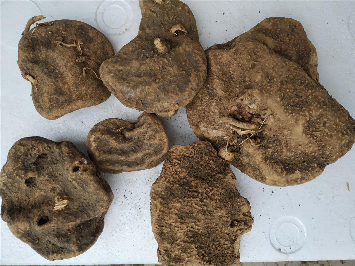 贵州蛇莲 雪胆曲莲罗锅底 金龟莲金腰莲苦金盆500克【嘉万滋补品】