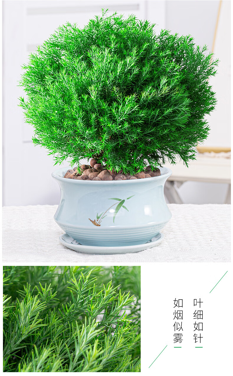雾松雾凇盆栽四季常青吸甲醛净化空气阳台植物桌面盆景绿植 圆筒麋鹿