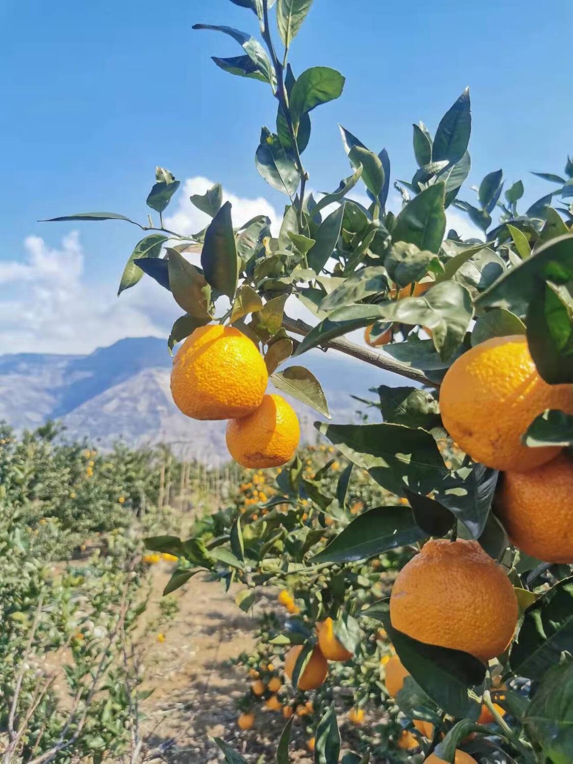 四川汉源农家自种黄果柑现摘现发孕妇水果大果小果农产品5斤小果也