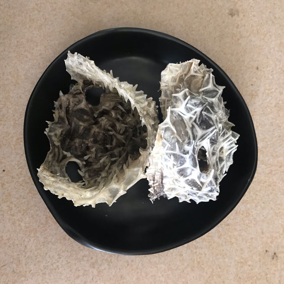 小号刺龟皮刺豚鱼皮北海特产干货250克补胶