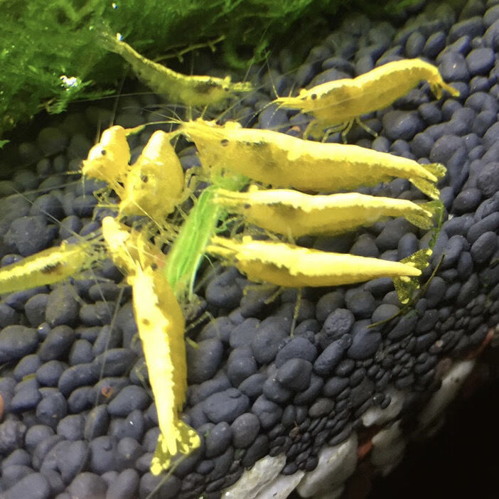 包活80只 精品金背虾黄金米虾德系宽背观赏虾淡水冷水黑壳虾 警告:备