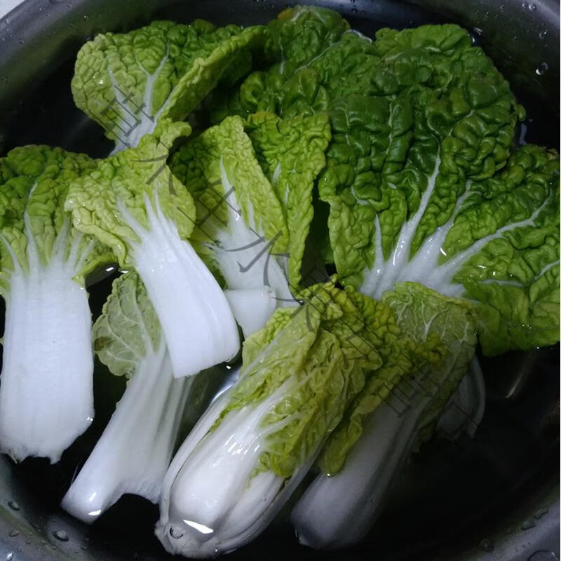 黄心菜新鲜黄心乌乌塌菜 小白菜油菜青菜卷心乌奶白菜时令蔬菜 10斤