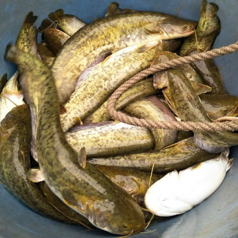 荣郁南方大口鲶鱼苗冷水淡水活体大河鲶鱼苗观赏鱼养殖好养价值高大口