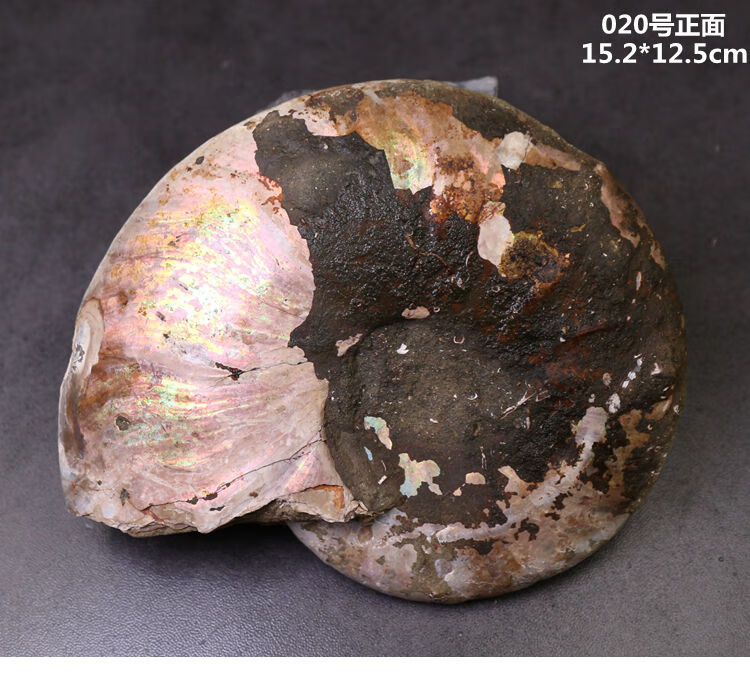 古生物马达加斯加斑彩螺化石叶菊石化石标本教学标本礼品 034号【图片