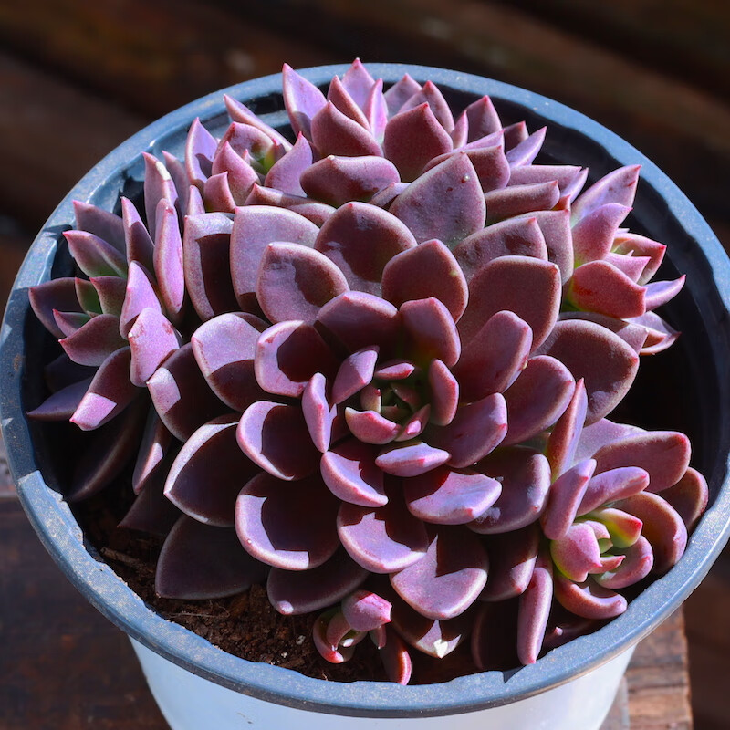 贝壳锦多肉植物白姬之舞花卉盆栽含花盆栽好成品桌面组合云南直发 醉