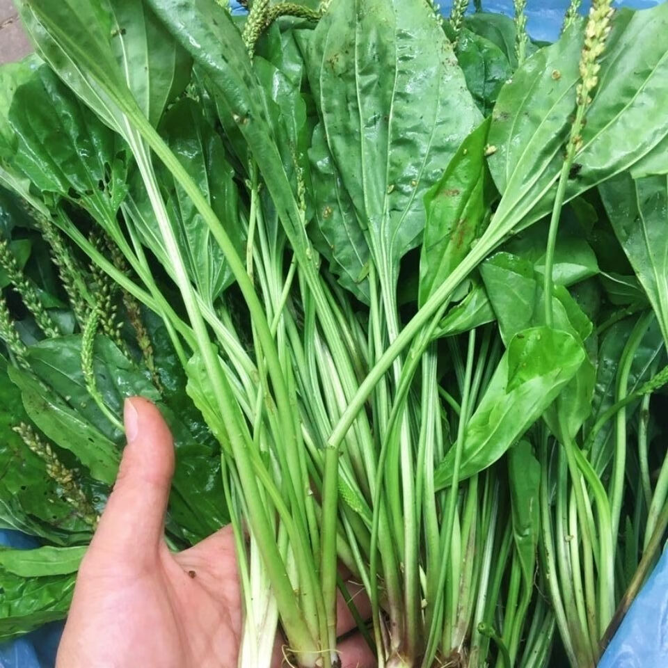 车前草新鲜全草500g平车前野生中草药泡茶上山现挖发货带根 新鲜车前