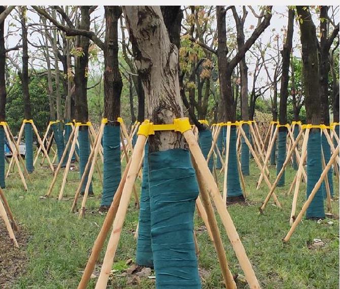 菜友拉直器养护牢固绿化绿化树撑木杆扶直杉木城市树林箍圈支撑树木