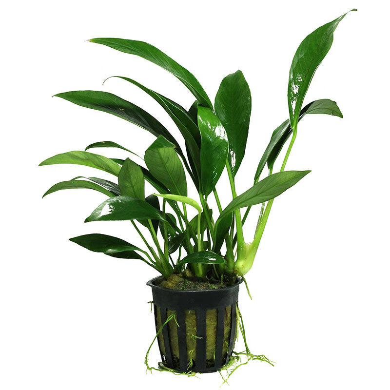 丹麦尖叶水榕 活体鱼缸造景观赏水草有茎类阴性真水草植物 丹麦榕杯