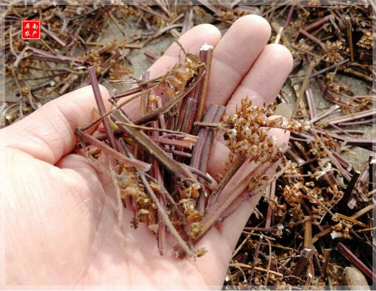 天然晒干新货野生紫苏梗无杂质新货紫苏干250克 250g【图片 价格 品牌
