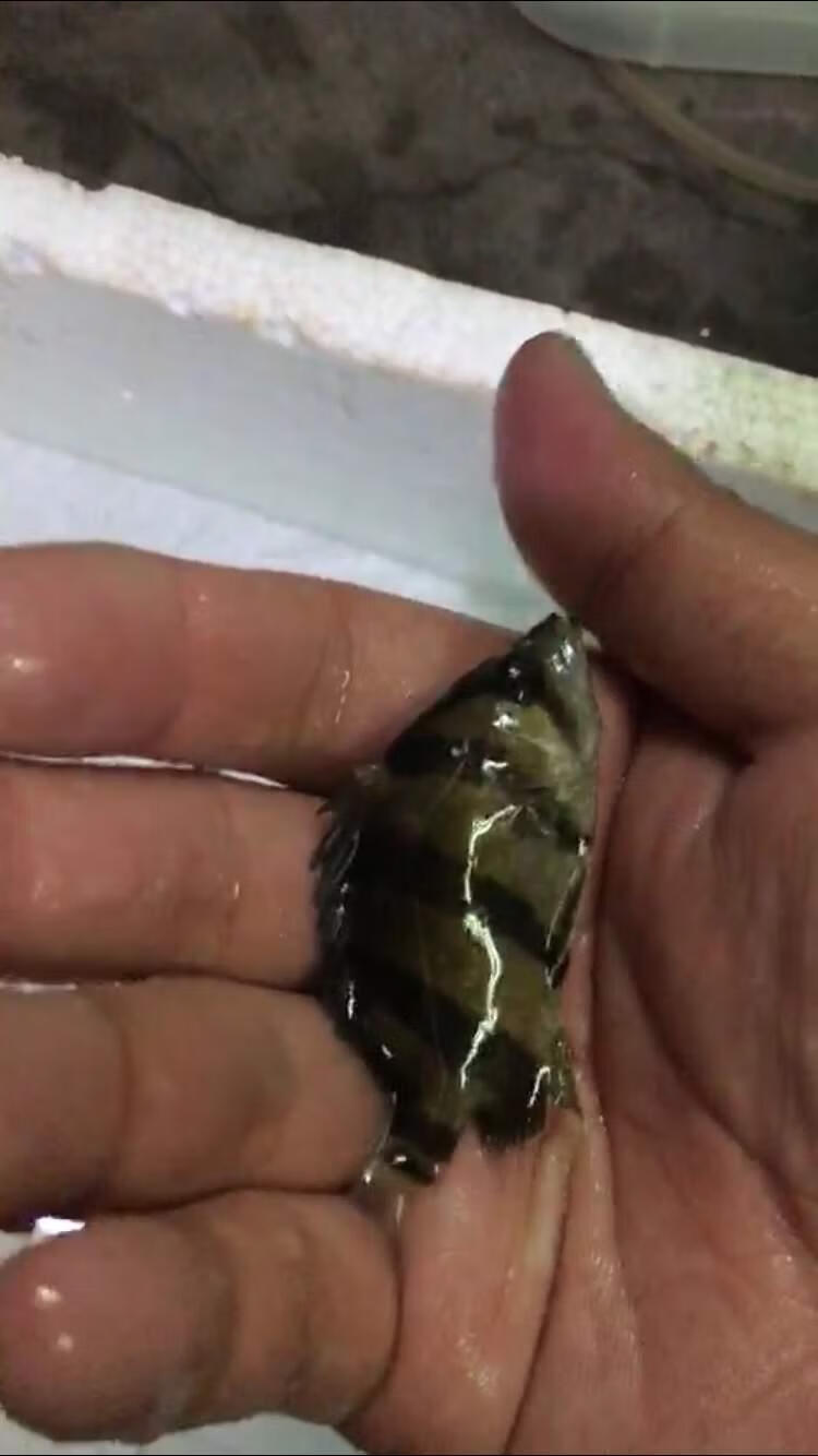 泰北虎印尼虎四纹虎三纹虎泰国虎鱼龙鱼虎鱼苗苏门答腊虎鱼苗活体v