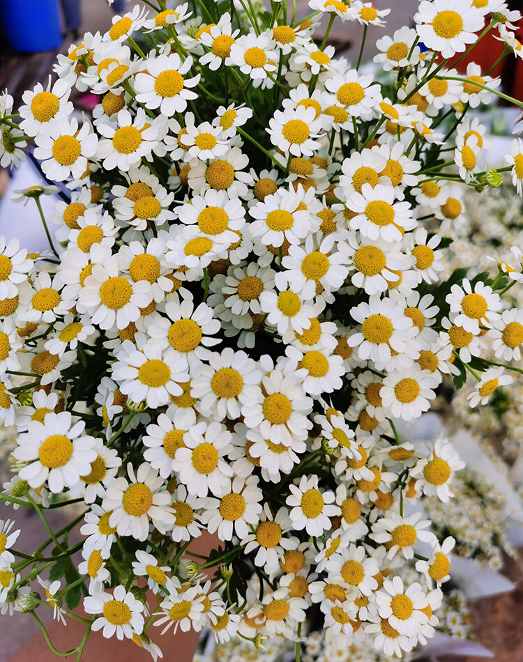 雲南昆明鮮花小雛菊基地直髮洋甘菊速遞同城家用水養鮮切花小菊花 小