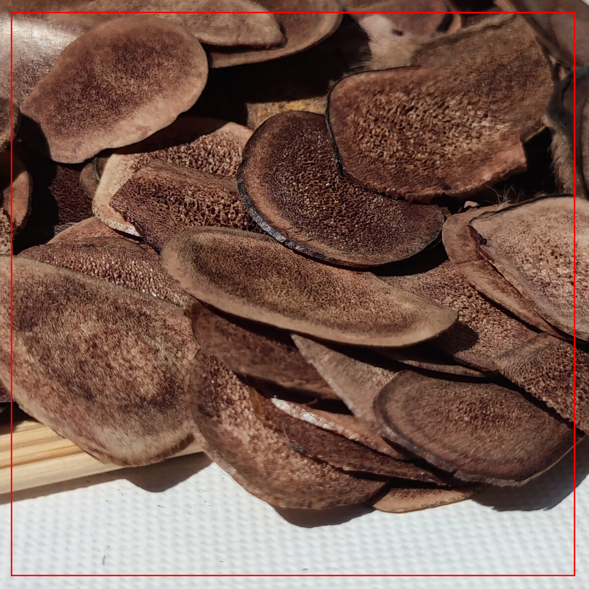 东北梅花鹿产品鹿茸片骨片鹿角片10g装男用滋补养身泡酒煲汤泡水