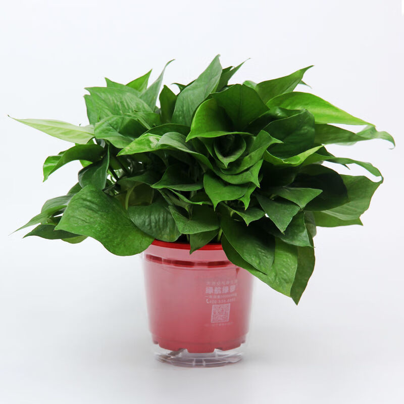绿航绿萝 盆栽花卉垂吊植物室内大叶绿萝360特大盆绿萝 180#八角红盆