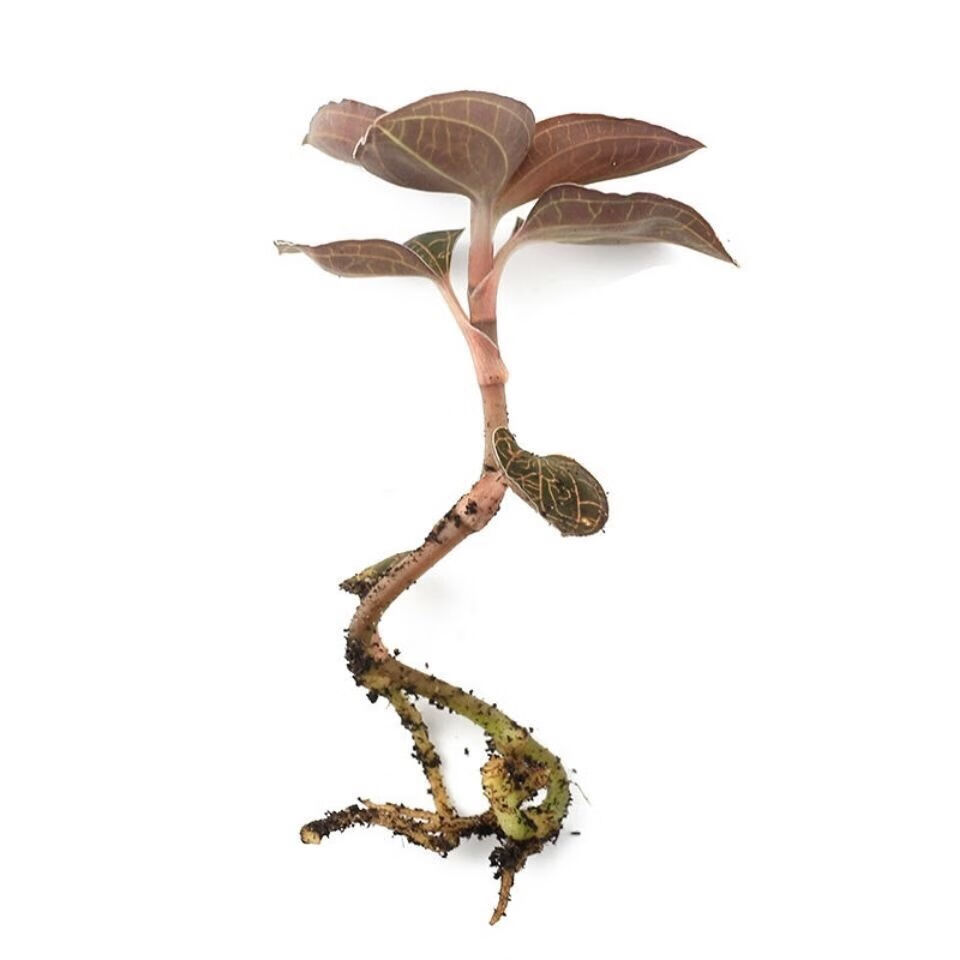 金线莲种苗瓶苗28-30株红霞品种 金线莲苗种植苗好养 金线莲盆栽 台湾