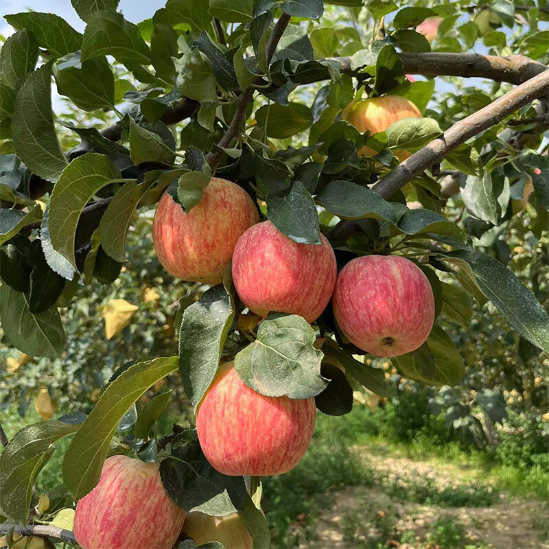陕西旬邑县新品种蜜脆苹果皮薄汁水多脆甜微酸 5斤【图片 价格 品牌
