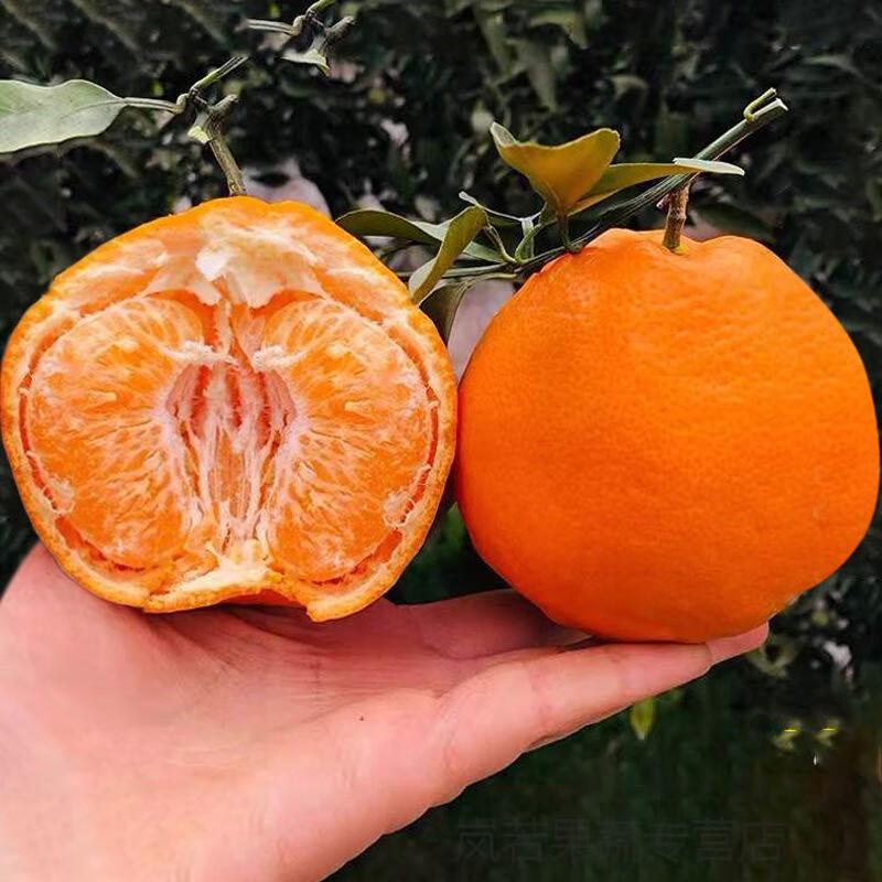 【24小时发货】 春见耙耙桔子四川丑橘粑粑柑5/8斤应季新鲜 大果*【75