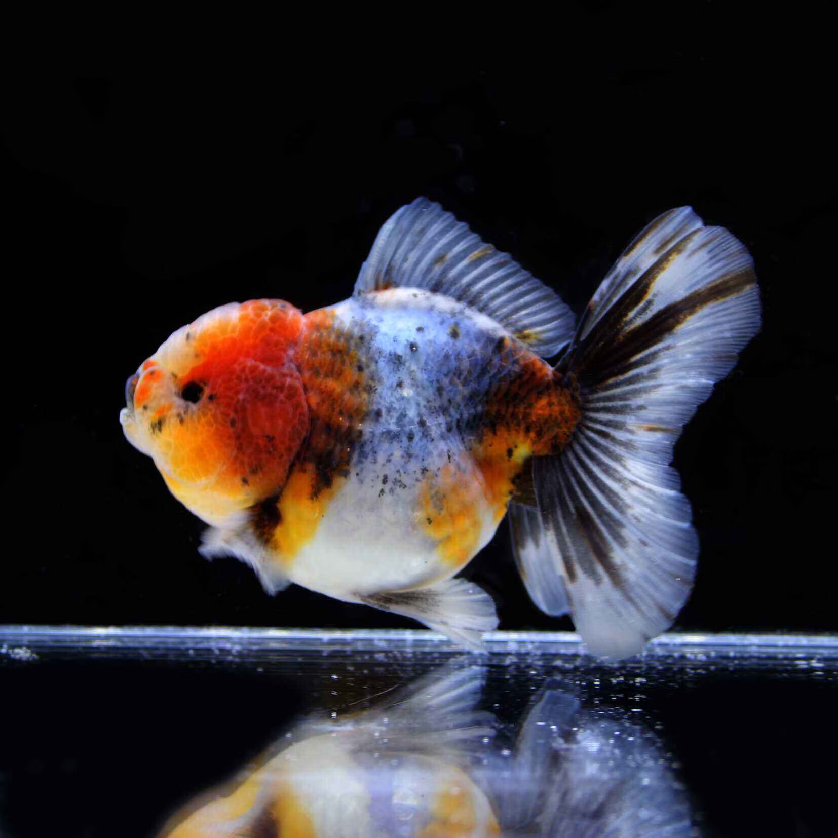 精品水墨兰寿奶牛兰寿活体观赏鱼五花兰寿玉兔兰寿黑兰寿好养 精品10