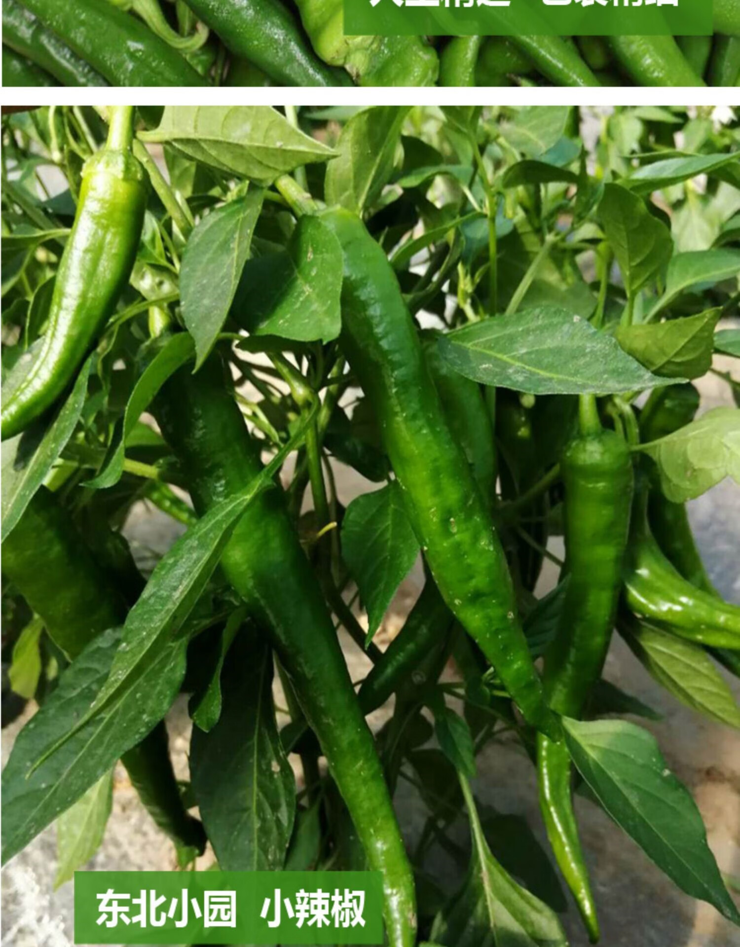 新鲜辣椒东北辣妹子剁椒超辣特辣薄皮辣椒笨辣椒青椒蔬菜非常辣 2斤