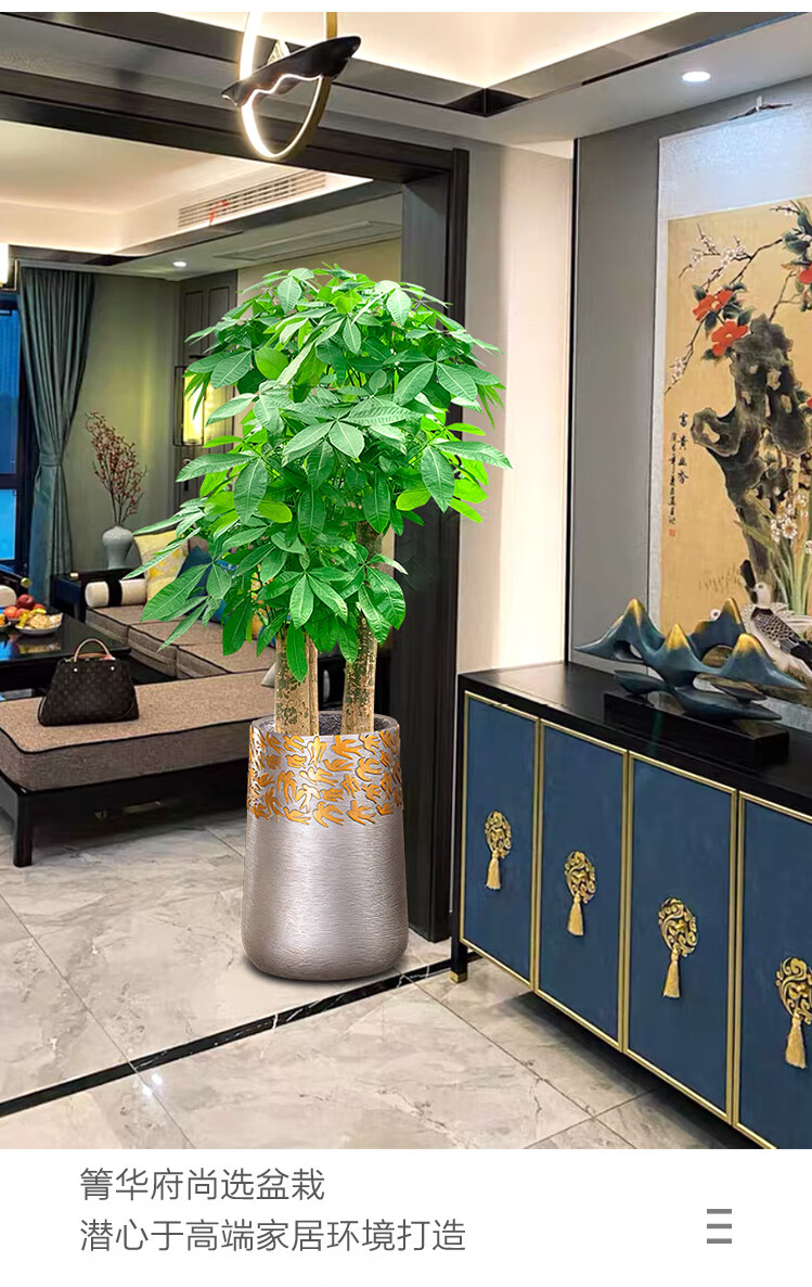 发财树大棵三杆步步高大型盆栽盆景室内客厅办公室招财树同城绿植简易