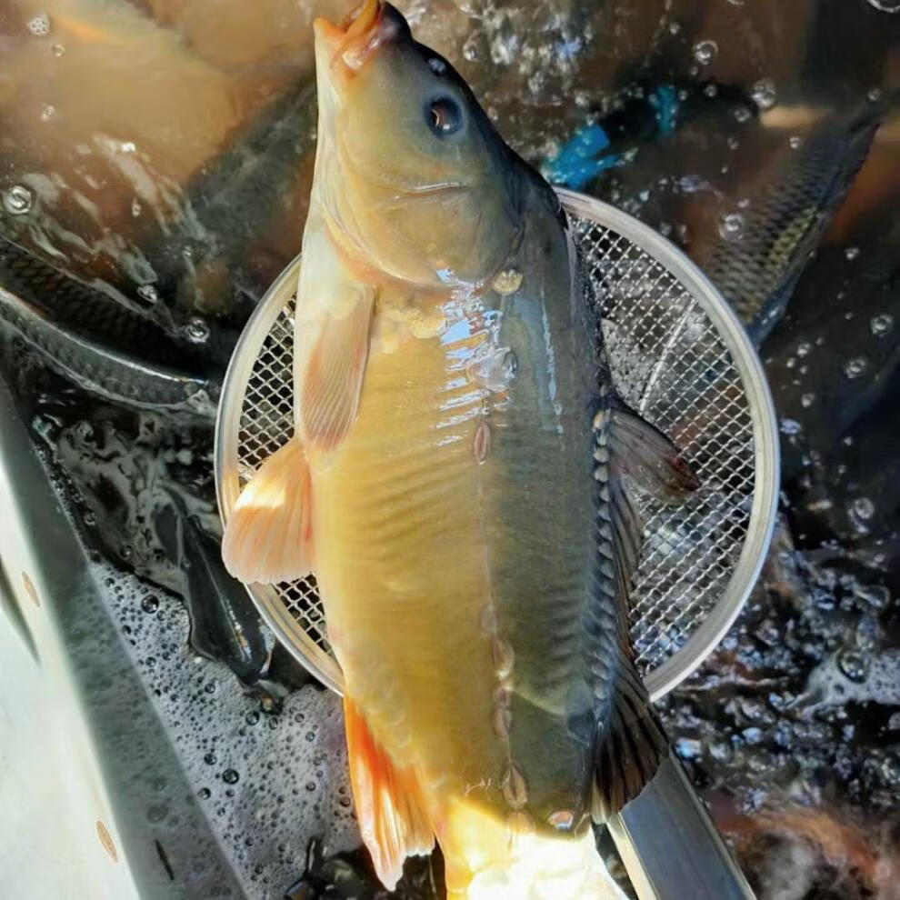 正宗东北松花江特产斑鲤鱼光鲤鱼无鳞鱼鲜活速冻三道鳞鱼淡水鱼 整条2