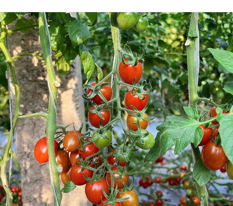 爵妃釜山88圣女果即食酸甜玲珑小番茄孕妇新鲜农产品水果多汁小红果