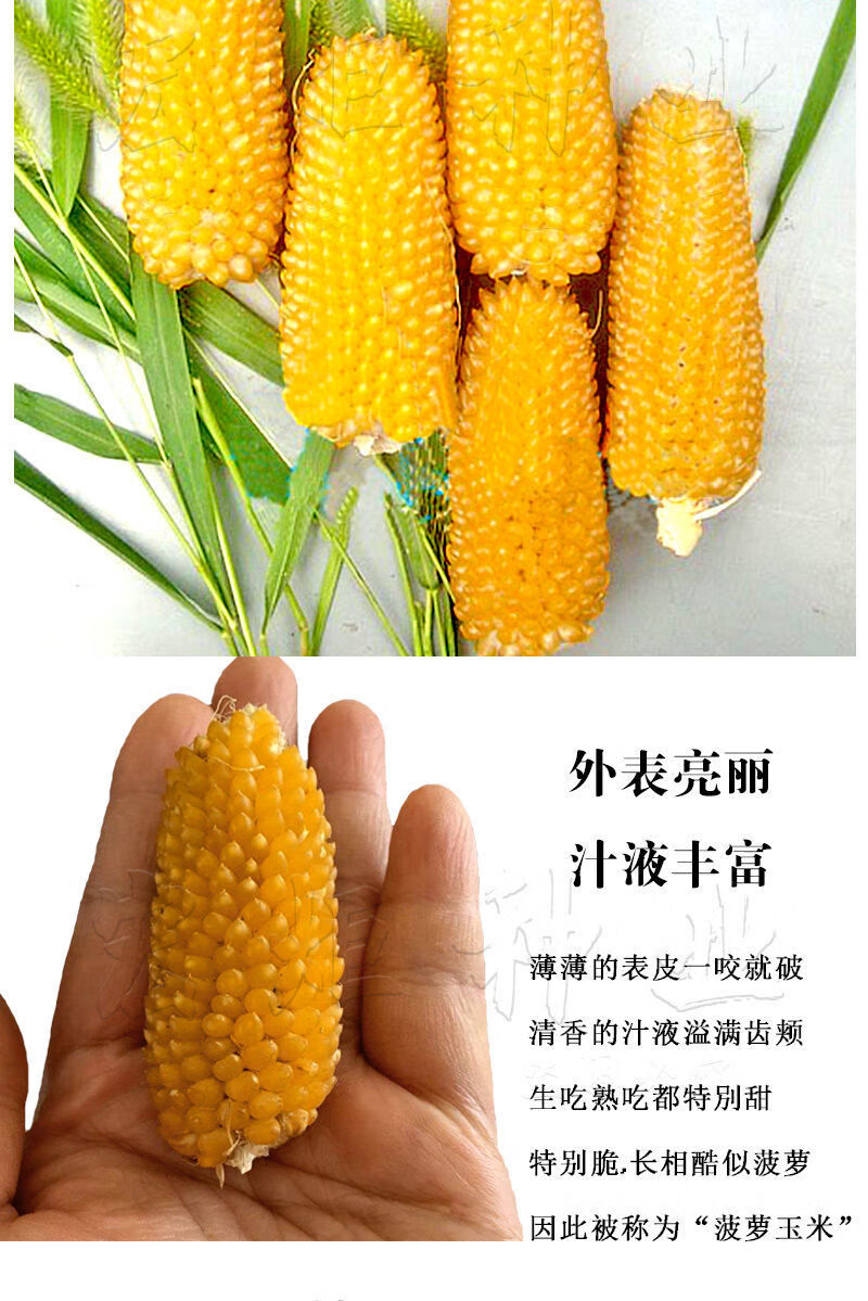 四季春季阳台甜糯菠萝蔬菜种孑菜种籽 苏瑞菠萝玉米50粒【原装彩包】