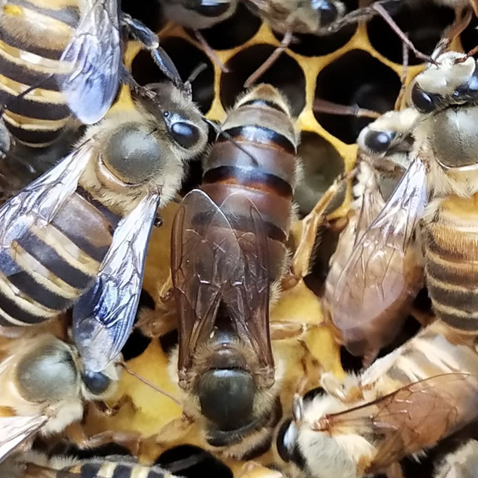 中蜂王种蜂王高产土蜂活体新开产卵王双色蜜蜂黑美人红环红背广东仓王