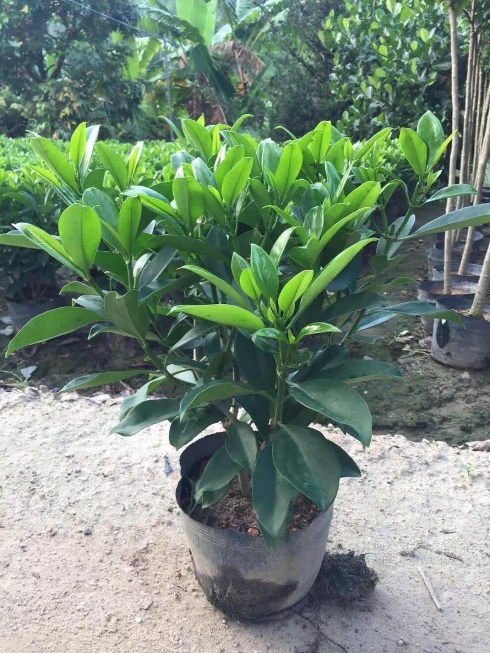 非洲茉莉非洲茉莉室内客厅庭院大型花卉盆栽植物z5非洲茉莉10年苗含盆