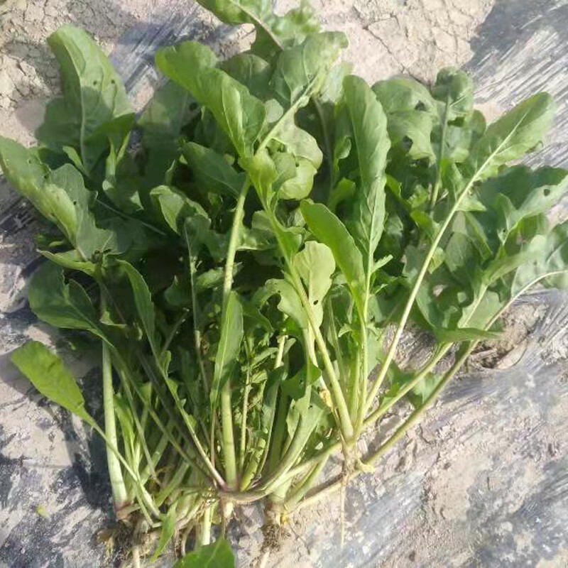 大叶臭菜种子 味香独特爽口 春季秋季阳台菜园四季盆栽蔬菜种籽孑