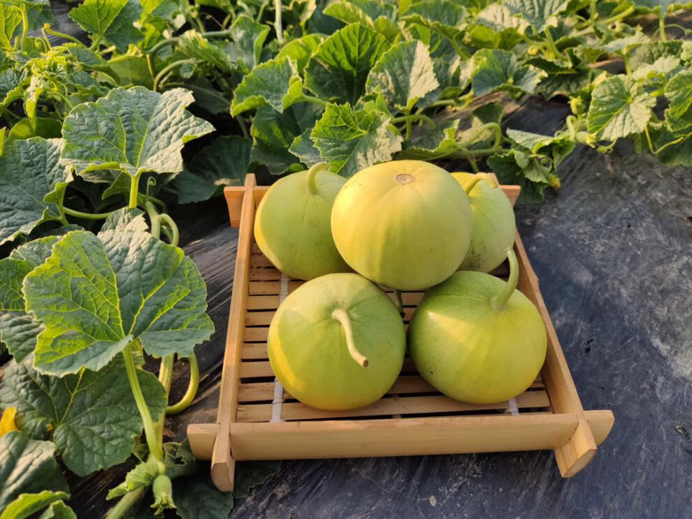 瓜恋你新鲜采摘童年小香瓜产品瓜坏果包赔1750g35斤净重68枚礼盒装