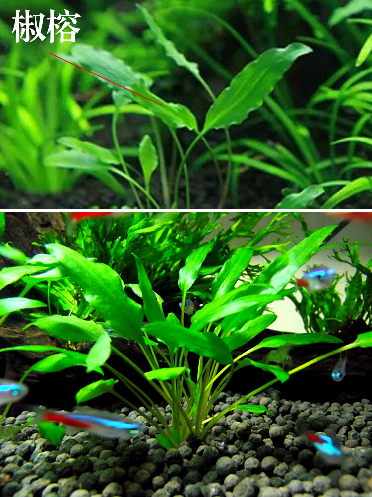 水榕鱼缸造景活体植物丹麦大叶黄金榕绑沉木装饰新手好养水草 【中景