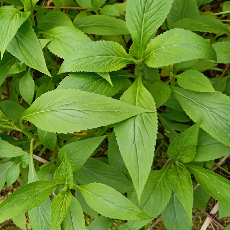 源外園 重慶原生態純山野苦菜公去熱野菜苦齋婆苦丁菜醬敗菜2斤現摘