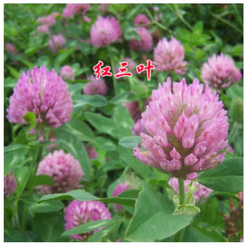 进口三叶草种子红三叶白三叶种籽幸运草四季常青耐寒绿化草坪草籽红白