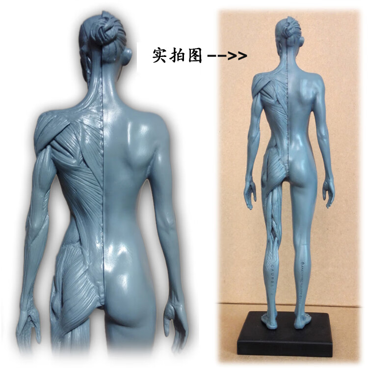 2020新品医学绘画参考头骨胸像艺用人体肌肉骨骼解剖结构模型美术全身