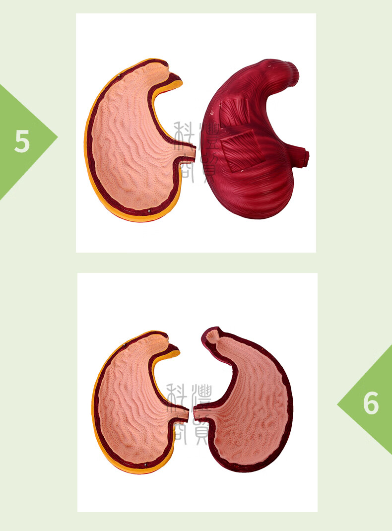 胃解剖結構醫用人體胃解剖模型胃病疾病展示教學用人體消化系統器官