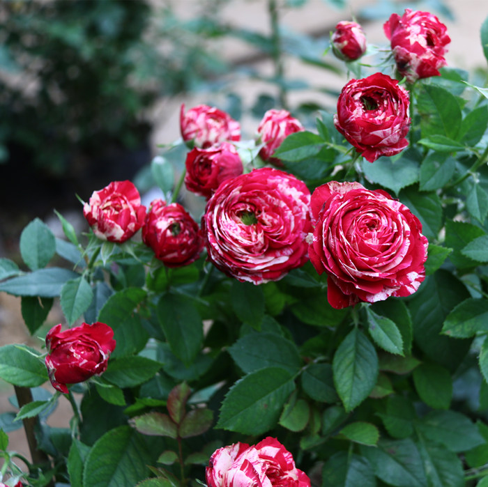 新品月季欧月 毛茛系列 红白毛茛 切包条纹 小苗 不含盆